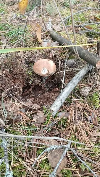 Білі, польські, зелениці: хоч і мороз, в лісах на Волині збирають повні відра грибів (фото)