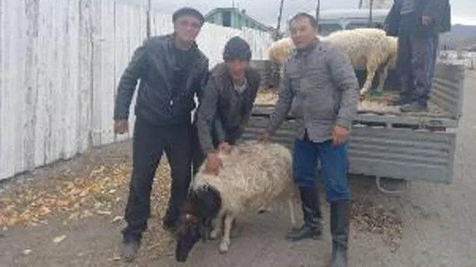 У Туві сім'ям мобілізованих росіян видають по живому барану (відео)