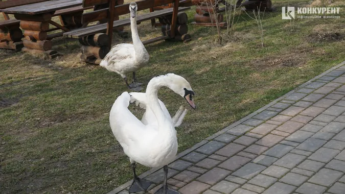 Бентежні носики та ніжні квіти: весна у Луцькому зоопарку (фото)