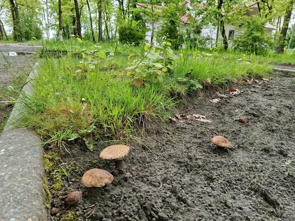 У місті на Волині серед парку ростуть гриби