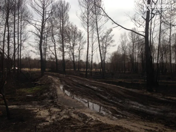 «Бурштиновий клондайк» на Волині: зруйнована залізниця та болотиста пустка замість лісів