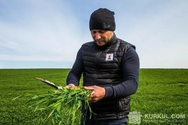 На волинському агропідприємстві показали, як погода вплинула на вирощування жита 