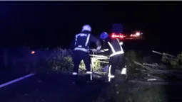На Волині сильний вітер повалив на дорогу дерево (фото)