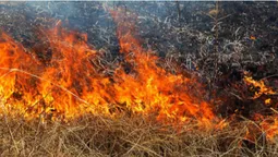 Біля замку Любарта горів сухостій