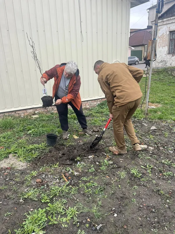 На Волині у сквері посадили унікальне «худе» дерево з пурпуровим листям (фото)