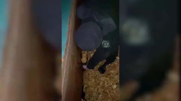 На Волині у вагоні з тирсою знайшли партію сигарет (фото, відео)
