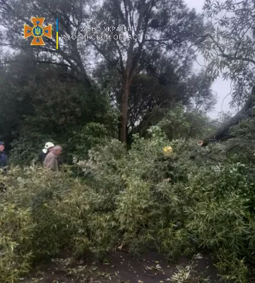 На Волині сильний вітер повалив дерево на дорогу (фото)