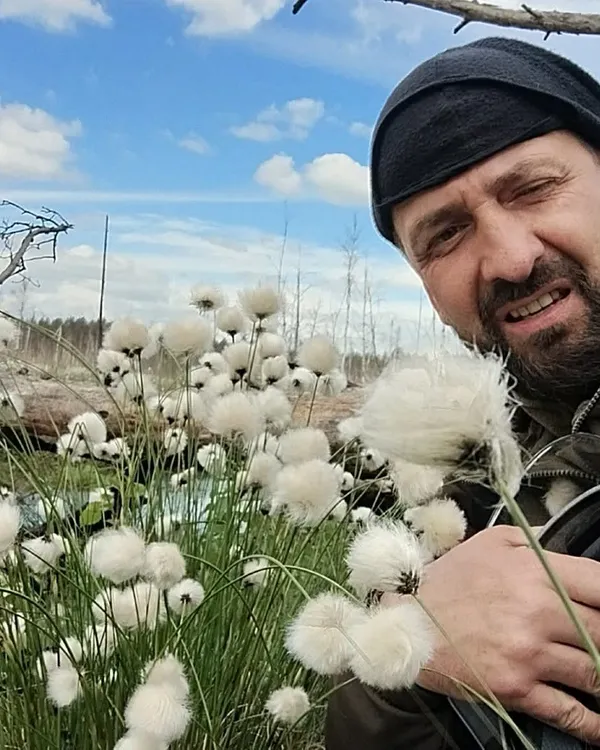 Коли пухівка вступає в період цвітіння (пиління), колоски набувають жовтого забарвлення завдяки видовженим пилконосам на поверхні суцвіття