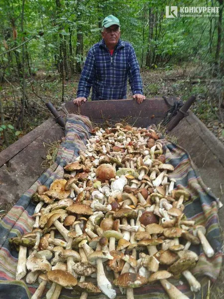 Цілий віз: де на Волині зібрали величезну гору грибів (фото)