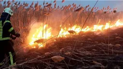 На Волині невідомі спалили майже два гектари сухої трави (фото)