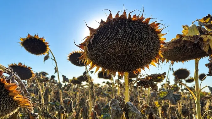 Фото: Суспільне