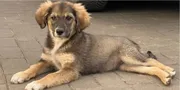 Коли закінчиться сезон підкинутих цуценят і кошенят у Луцьку? (фото)