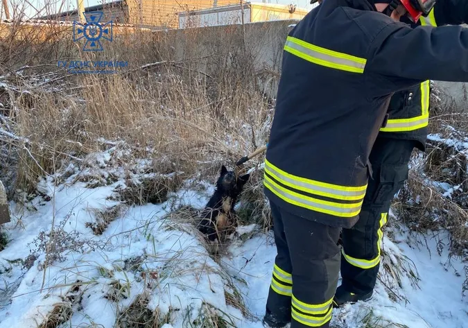У Луцьку рятувальники витягнули з-під землі собаку (фото)