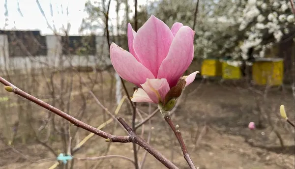 Під Луцьком 74-річний господар вирощує сотні магнолій (фото, відео)