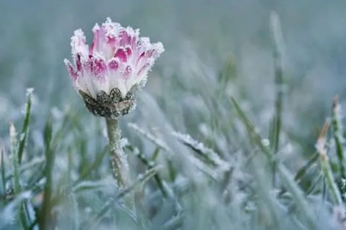 Вночі заморозки до -2°: погода в Луцьку на 29 квітня
