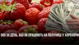 2 000 за день: як та скільки заробляють на полуниці у волинському селі Хорохорин (відео)