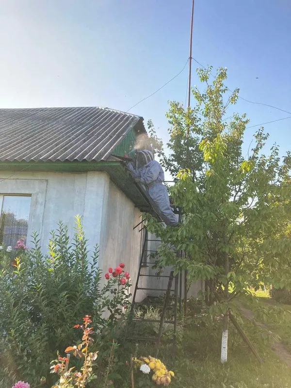 Волинські рятувальники знищили гнізда шершнів та врятували пса (фото)