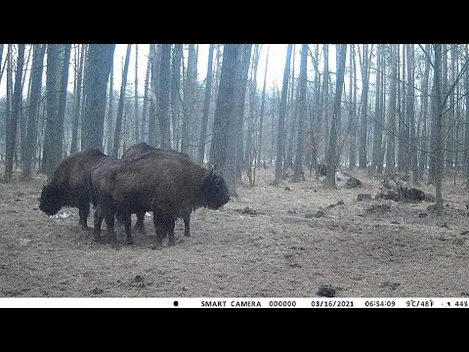 Камери у Звірівському лісництві «зловили» сімейство зубрів (фото, відео)
