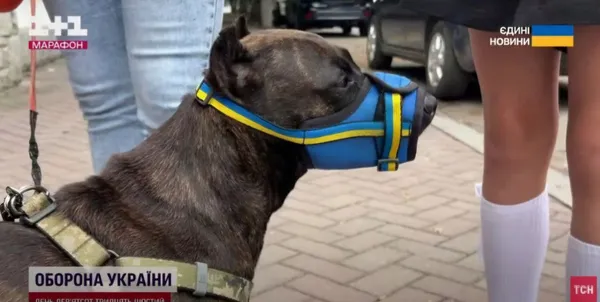 Вперше після полону: бойовий медик з Луцька Дмитро Селютін зустрівся з рідними та собакою (фото)