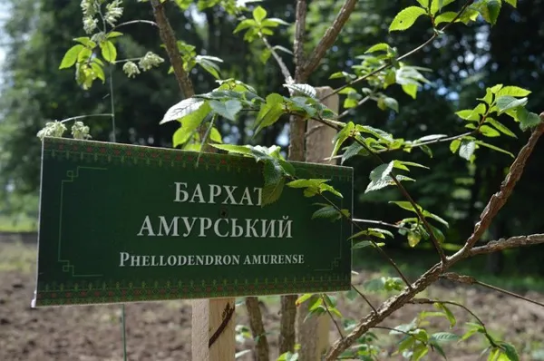 Лісівники Володимирщини створили дендропарк (фото, відео)