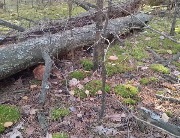 Розміром із дві долоні: де на Волині знаходять ящики грибів (фото)