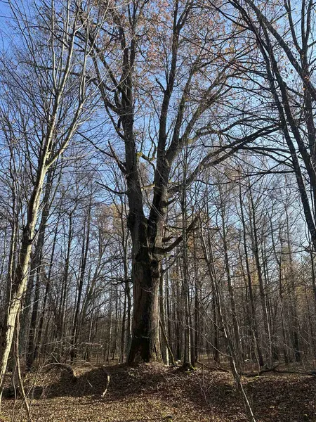 Дуже тісна дружба: у волинському лісі знайшли спаровані дерева (фото)