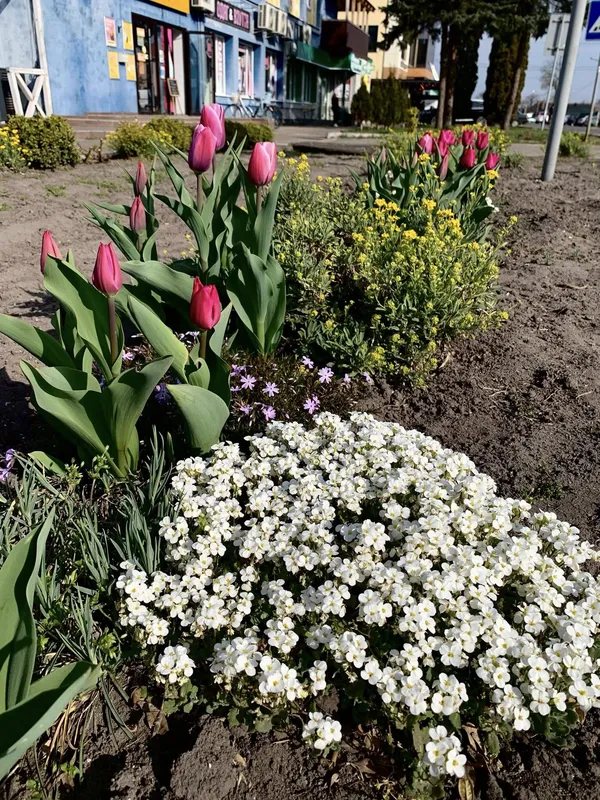 🌷Висадила тисячу тюльпанів: як квітникарка роками змінює Шацьк (фото)
