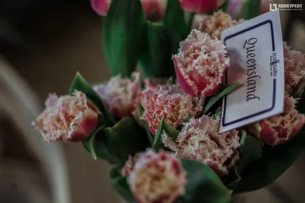 Armani, Dior та ванна у квітах: біля Луцька – pre-party «Волинської Голландії» (фото)