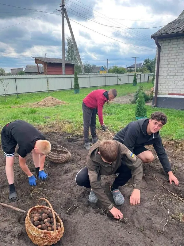 Школярі на Волині гуртом викопали картоплю для мами захисника (фото)