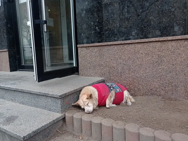 У Луцьку вдягнули відомого безпритульного песика (фото)