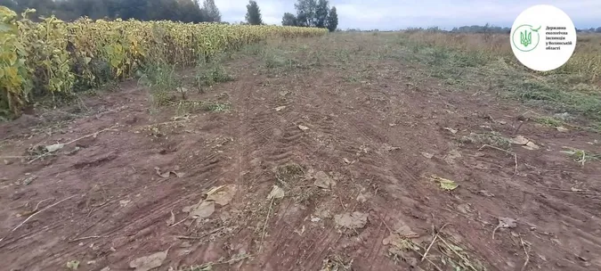На Ковельщині розорали і засіяли соняшником прибережно-захисну смугу Турії