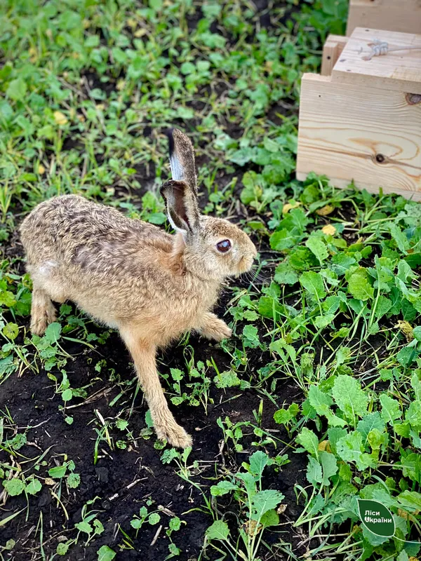 Волинські лісівники розводять зайчиків (фото)