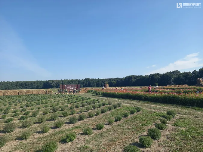 Розпочався фестиваль квітів «Осінь у Волинській Голландії» (фото)