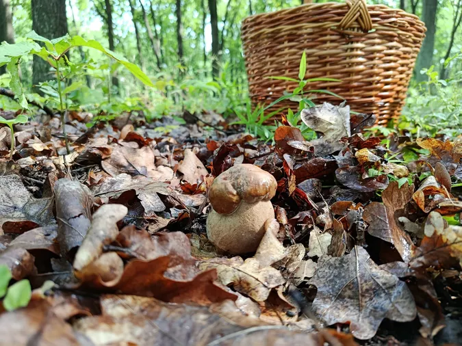 У лісі біля Луцька після дощу полізли білі гриби (фото)
