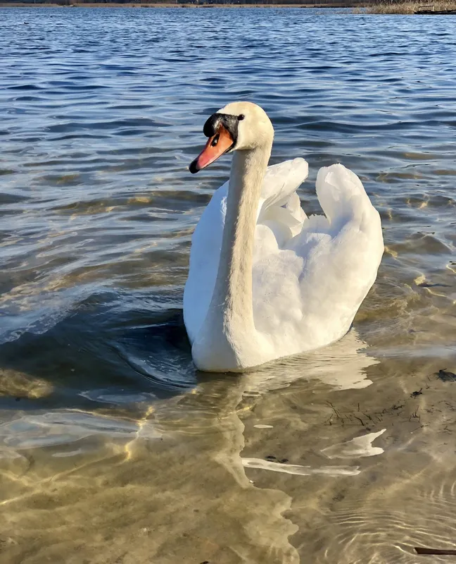 Вода в затоці Лука не просто кришталево прозора, а ще й збагачена сріблом та гліцерином