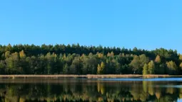 Неподалік від Луцька знайшли таємниче озеро, заховане серед соснового лісу (відео)