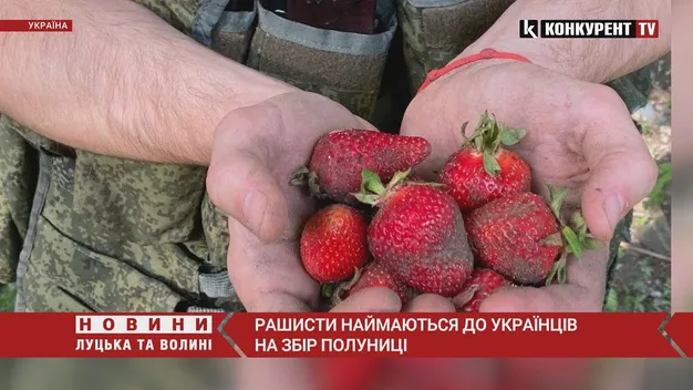 Російські окупанти наймаються до українців на збір полуниці (відео)