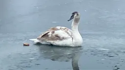 В дитинстві йому викрутили суглоб: у Луцькому зоопарку – поповнення пернатих (фото)