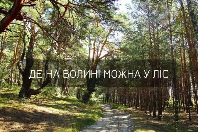 По гриби та ягоди: де на Волині можна ходити у ліс