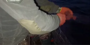 Понад 800 метрів сіток: на Світязі виявили 15 браконьєрських знарядь лову