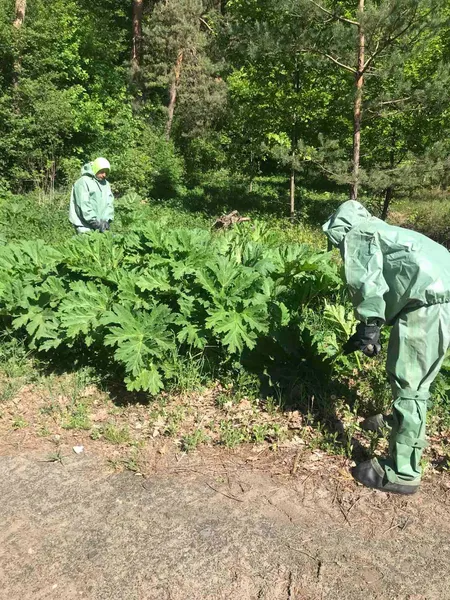 На Волині вздовж доріг розрісся небезпечний борщівник – його знищують (фото)