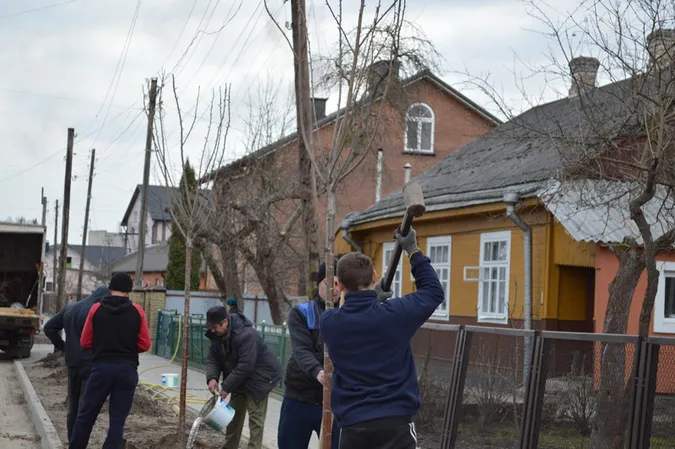 У Ковелі висадили 60 саджанців сакури