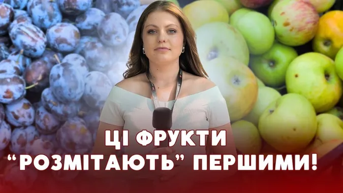 Сезон садовини у розпалі: які ціни на яблука, груші та сливи на луцьких ринках (відео)