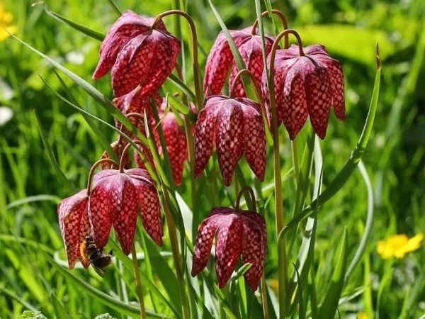 Рідкісна краса з пелюстками в клітинку: в лісах Полісся росте отруйна квітка-шахівниця (фото)