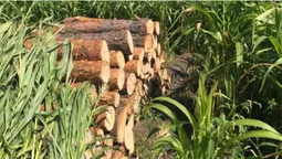 На Камінь-Каширщині біля приватного будинку знайшли деревини на 40 тисяч (фото)