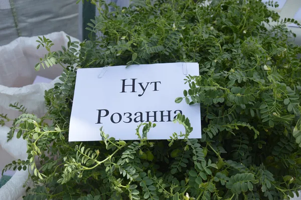 Новинка цього сезону від «П'ятидні»