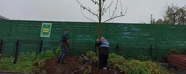 Лесин ясен позбавлять статусу пам’ятки природи. Натомість буде пам'ятний... дуб (фото)