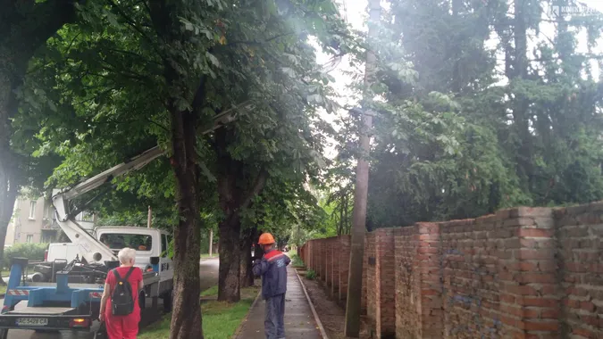 У Луцьку на Клима Савури під час грози впало дерево та зірвало лінію електропередач (фото)