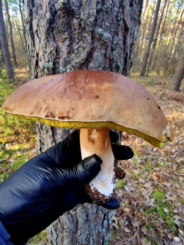 Ліс потішив наостанок: як на Маневиччині закрили грибний сезон (фото)