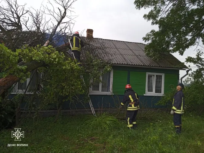 На Волині здоровенне дерево впало на дах будинку (фото)